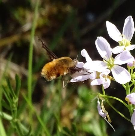 Bombylius major
